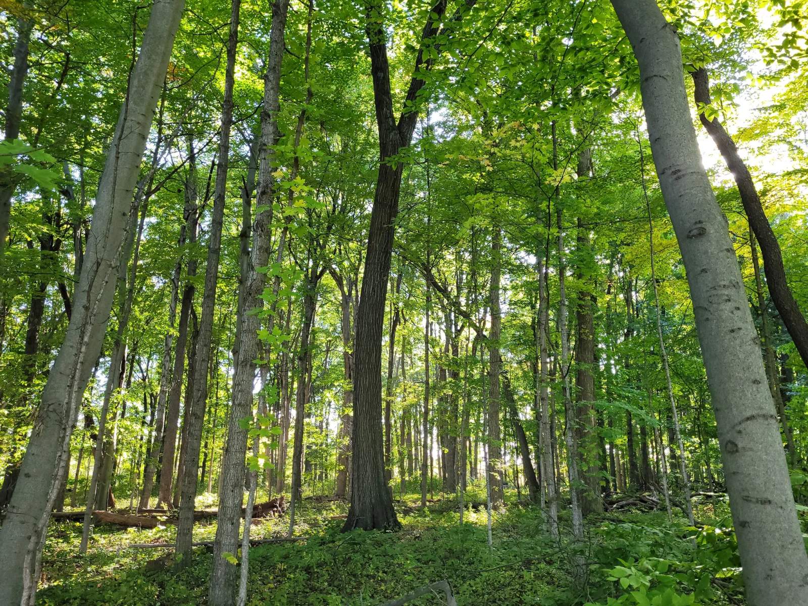Highland Woods — photo 1