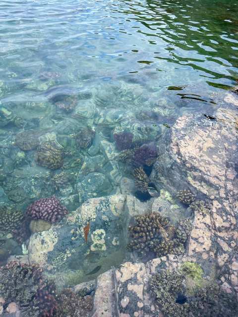 Tidal Tales — photo 3