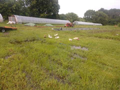 Wellspring Education Center & Organic Farm — photo 5