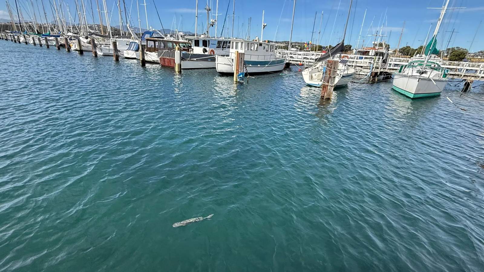 Evans Bay Marina Self Contained Camping — photo 1