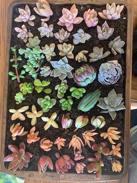 Plant Joy Meal Prep — photo 2