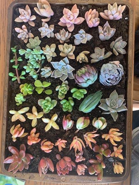 Plant Joy Meal Prep — photo 2