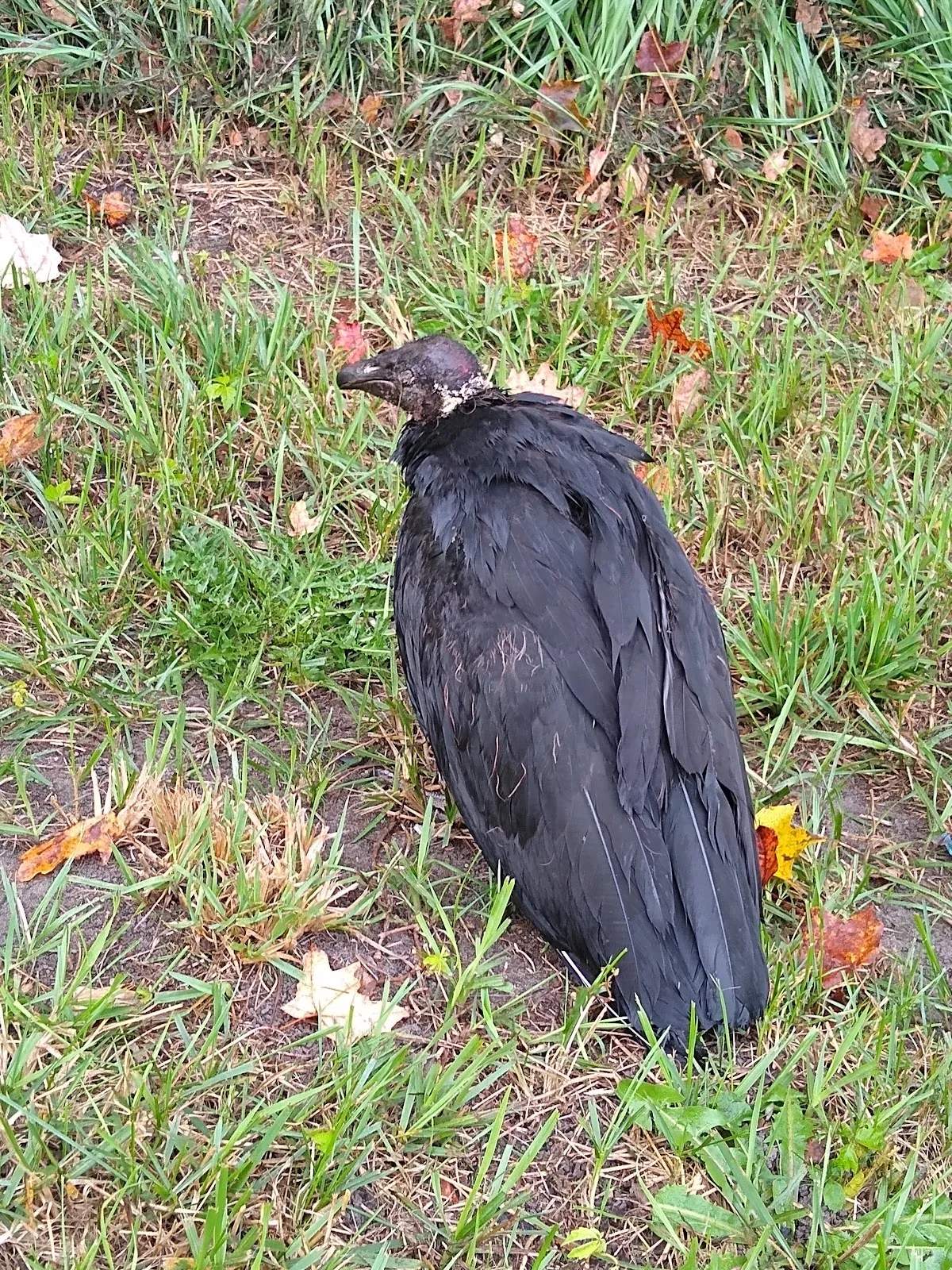 Woodbury Animal Control — photo 2