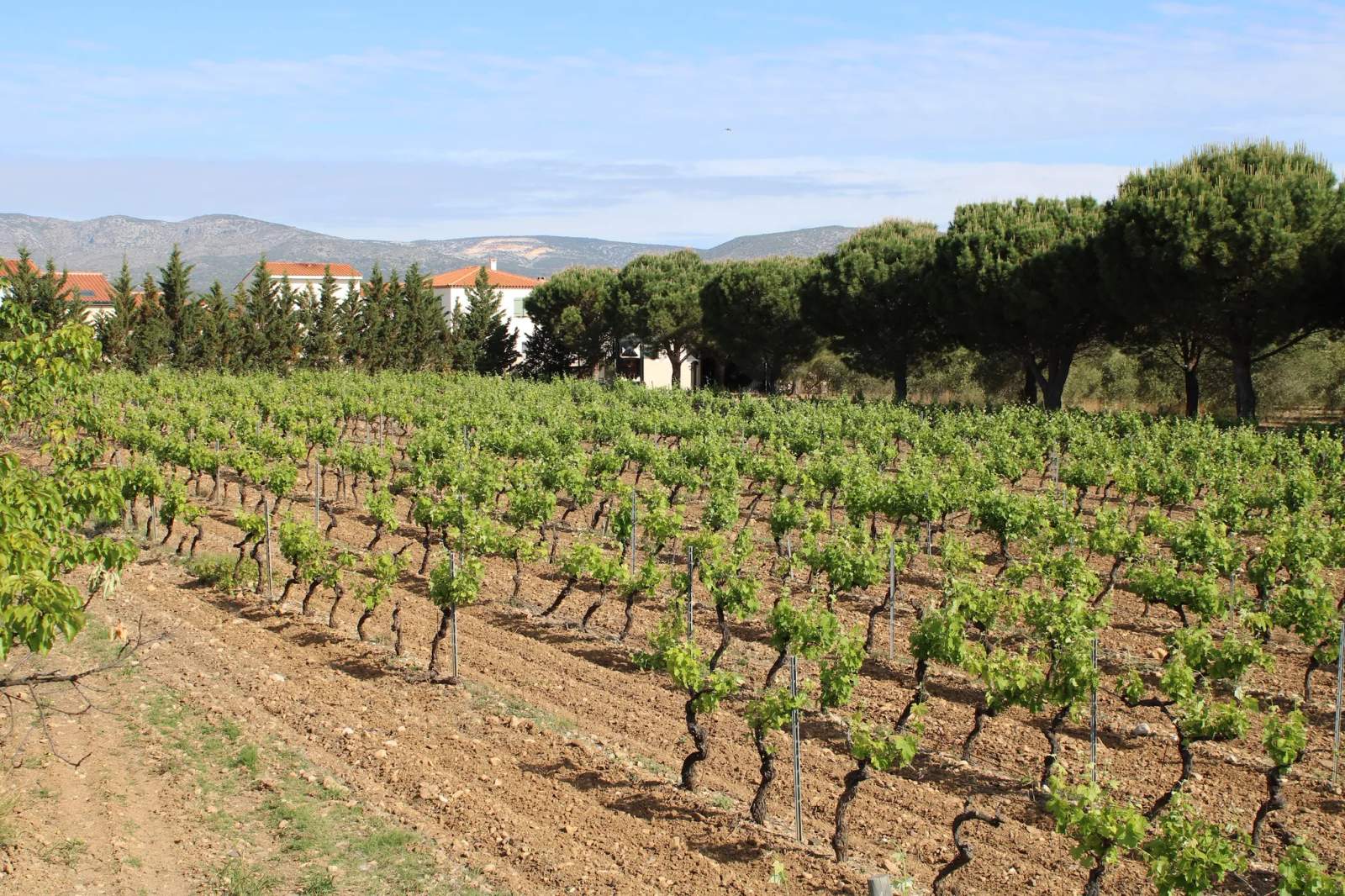 Domaine Fourty — photo 1