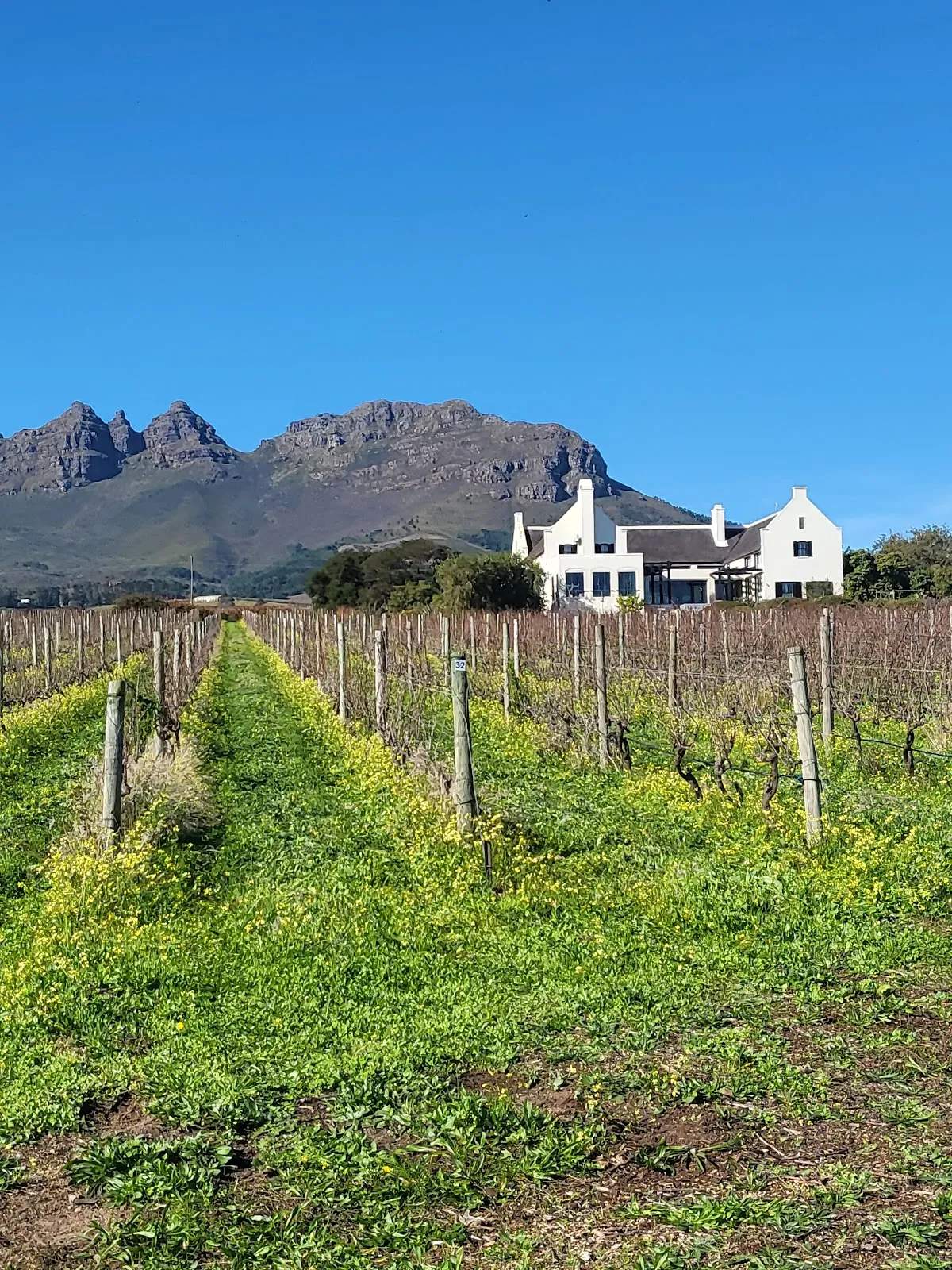 Stellenbosch wine tractor — photo 1