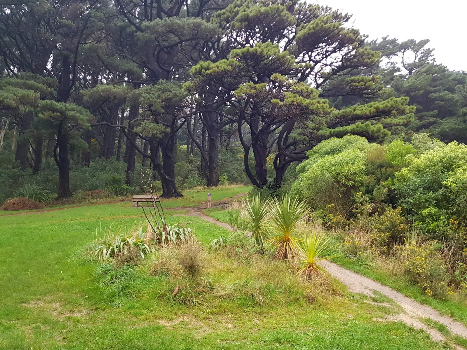 Matairangi Nature Trail - Tree House — photo 3