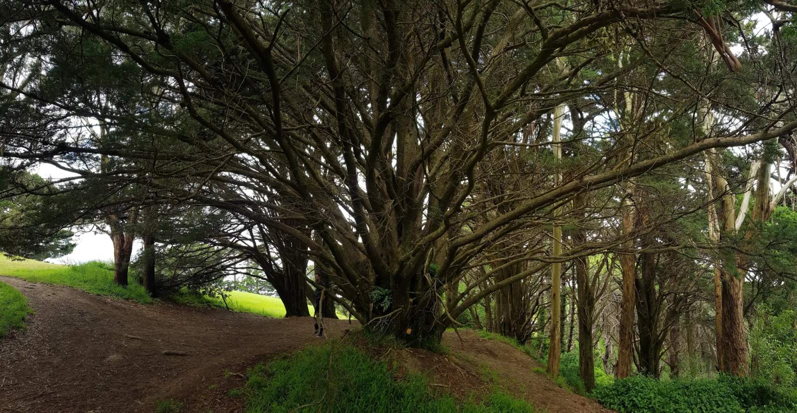 Matairangi Nature Trail - Tree House — photo 2