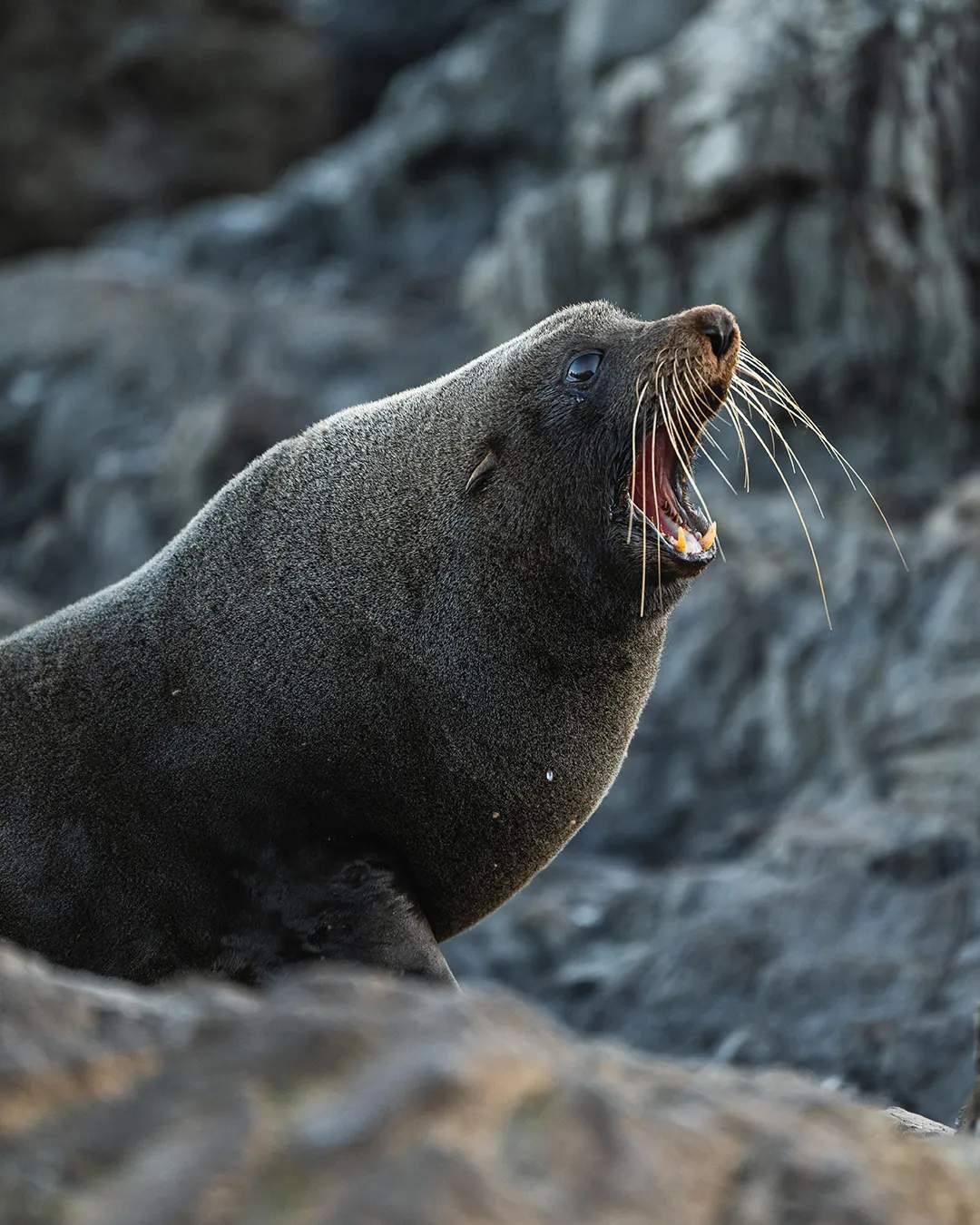 NZ fur seal colony viewpoint — photo 1