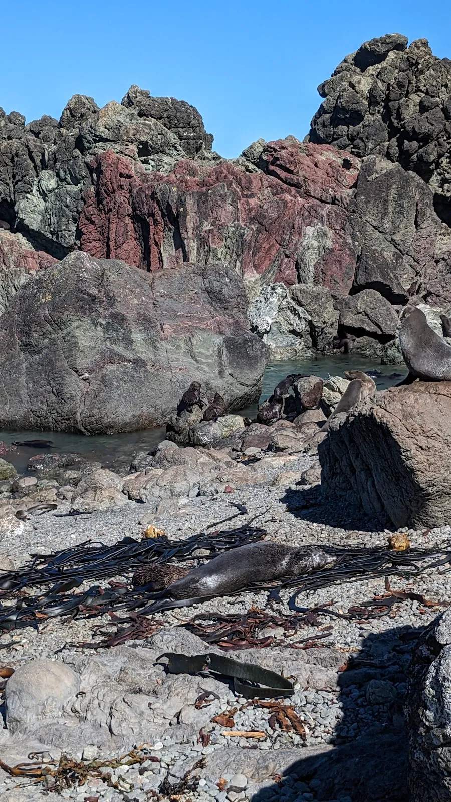 NZ fur seal colony viewpoint — photo 3