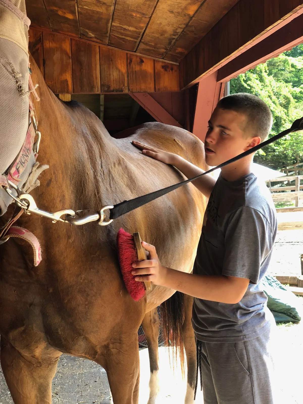 US Horse Welfare and Rescue Organization — photo 2