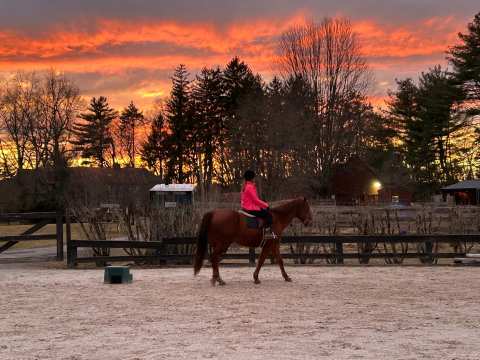 US Horse Welfare and Rescue Organization — photo 3
