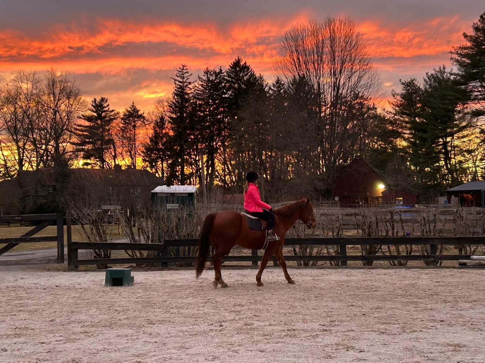 US Horse Welfare and Rescue Organization — photo 3