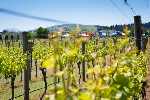Margrain Vineyard Villas — photo 3