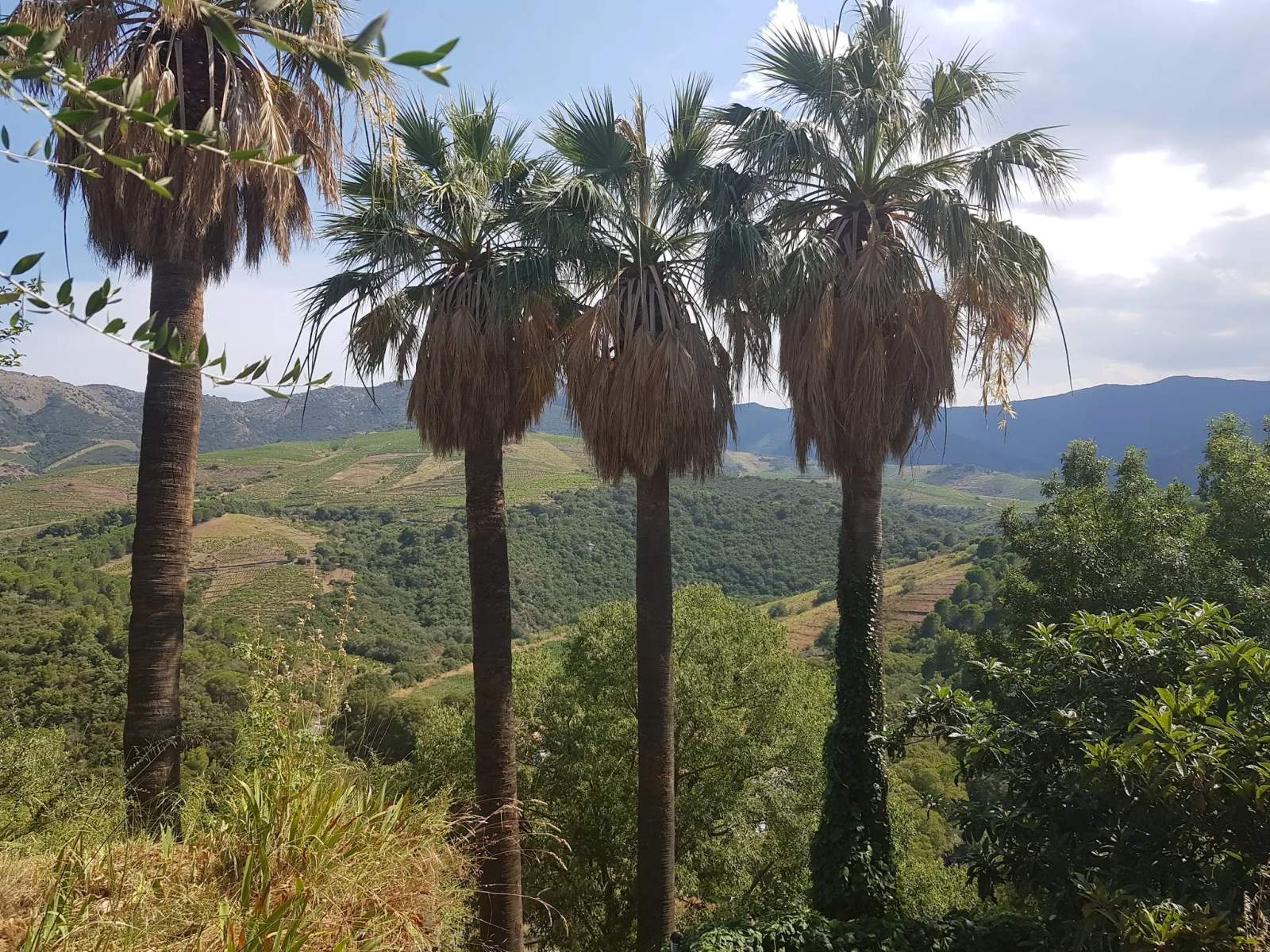 Méditerranéen du Mas de la Serre Garden — photo 1