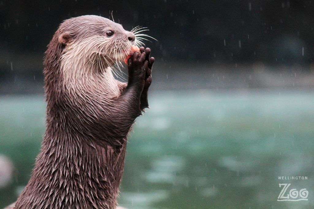 Wellington Zoo