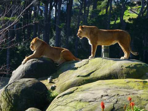 Wellington Zoo — photo 3