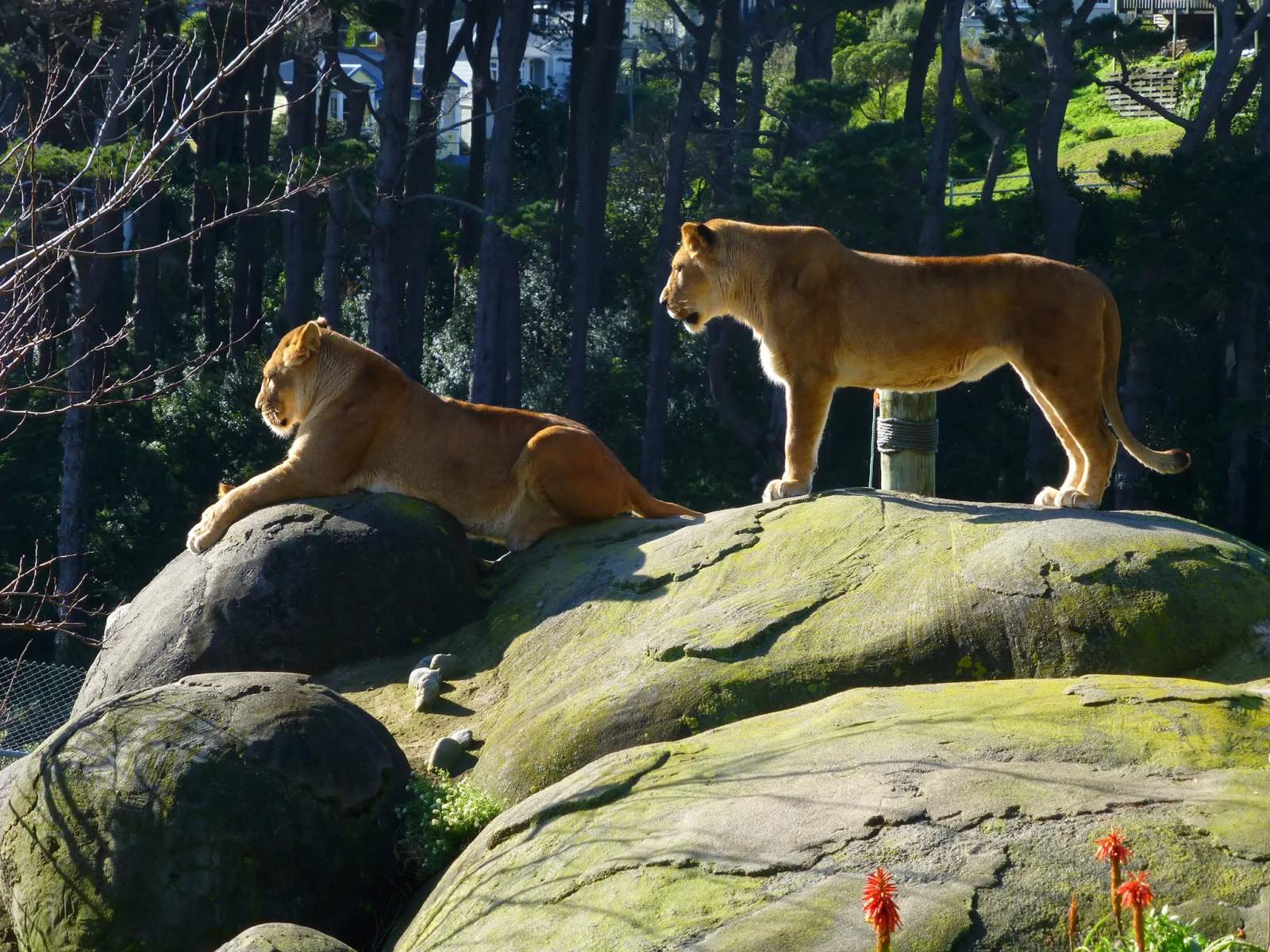 Wellington Zoo — photo 3