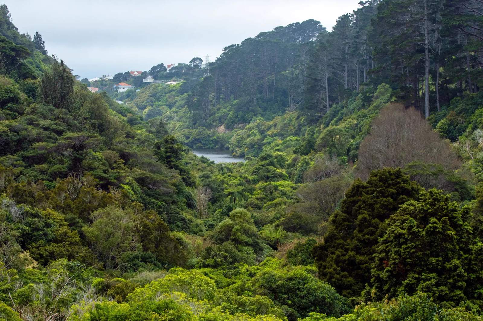 Zealandia Te Māra a Tāne — photo 2