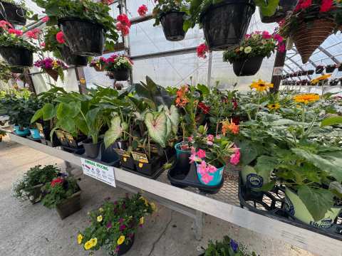 Bluemel's Garden & Landscape Center — photo 3