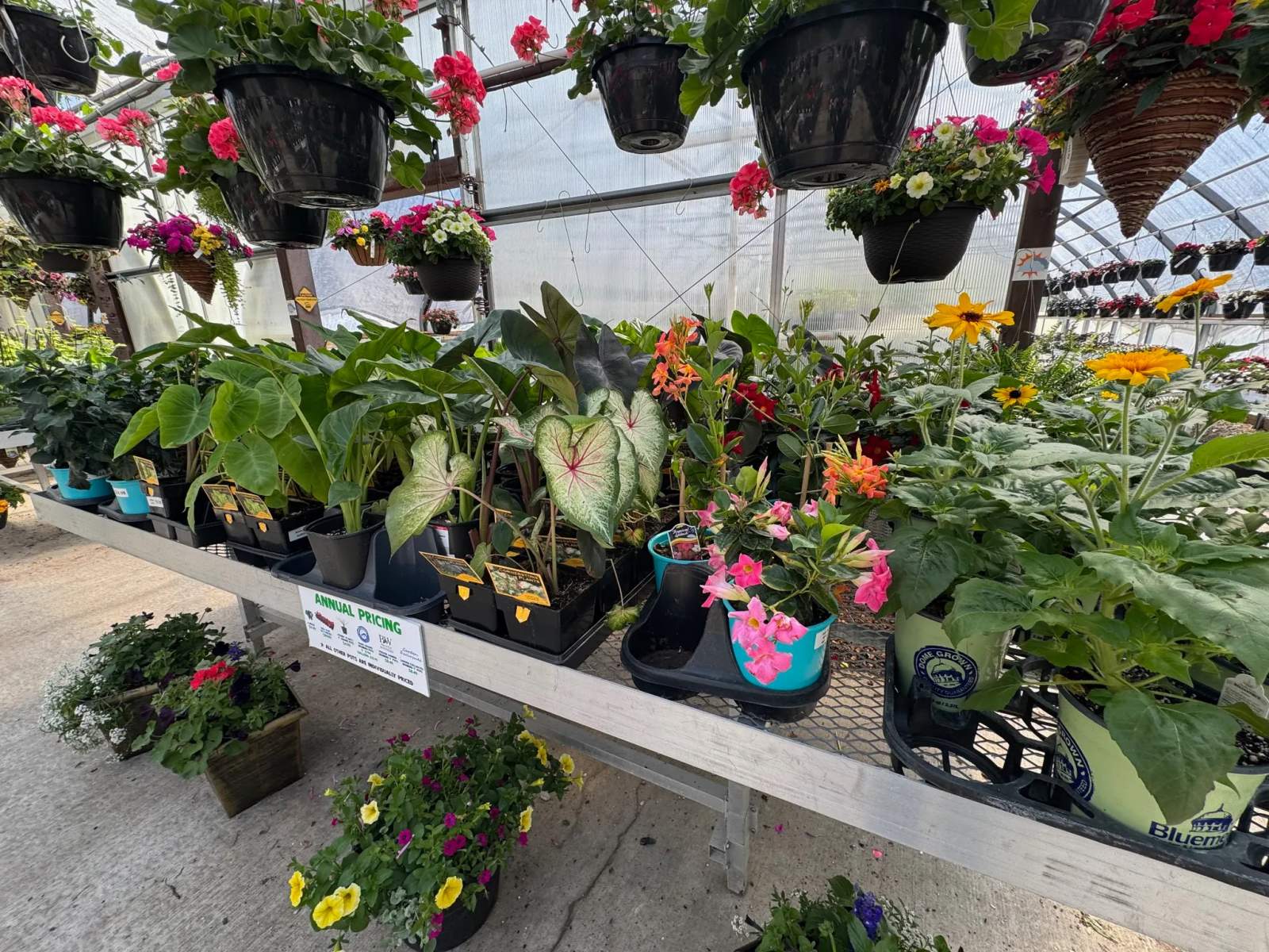 Bluemel's Garden & Landscape Center — photo 3