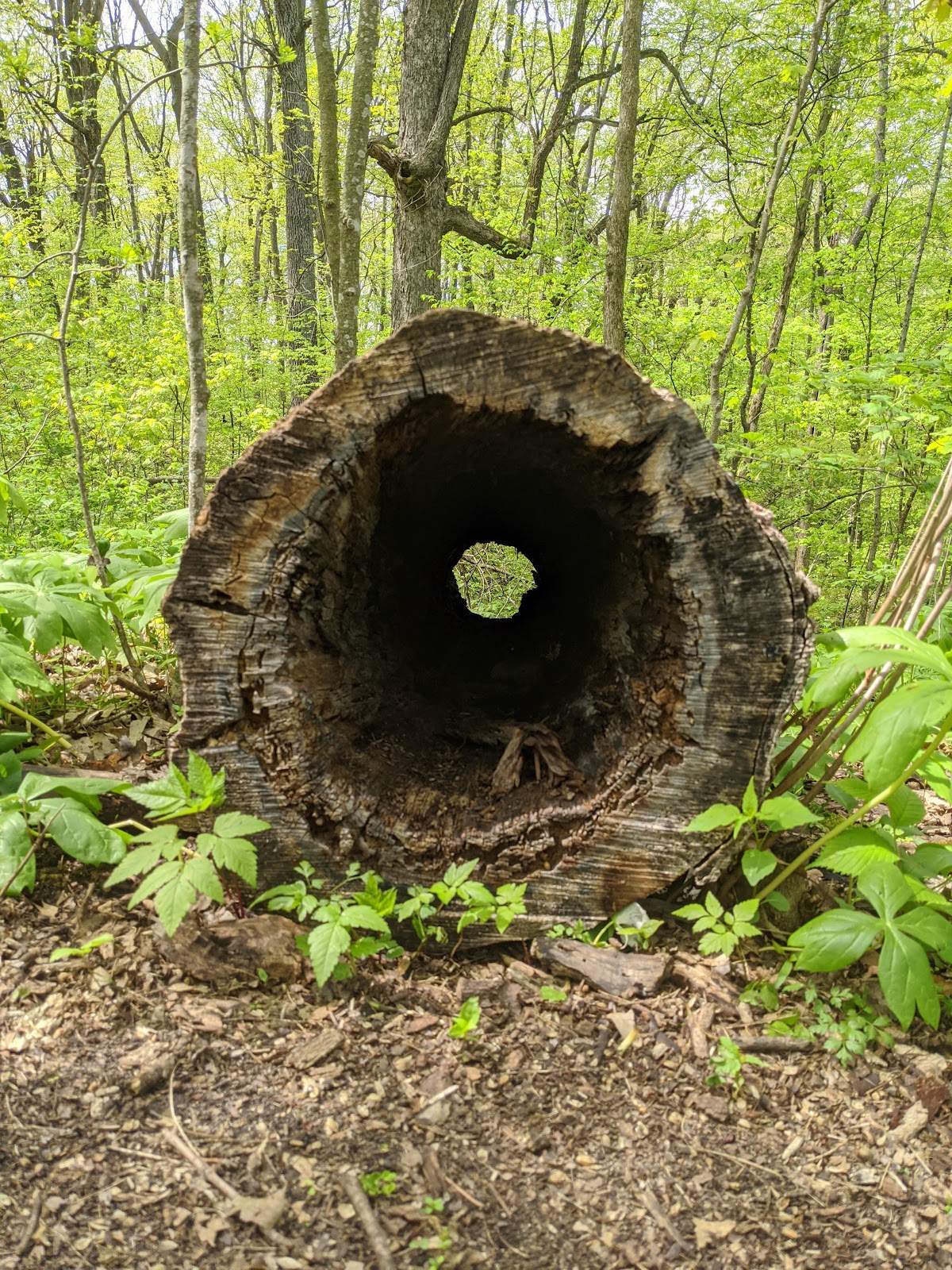 Ice Age Trail - Milwaukee River Segment — photo 5